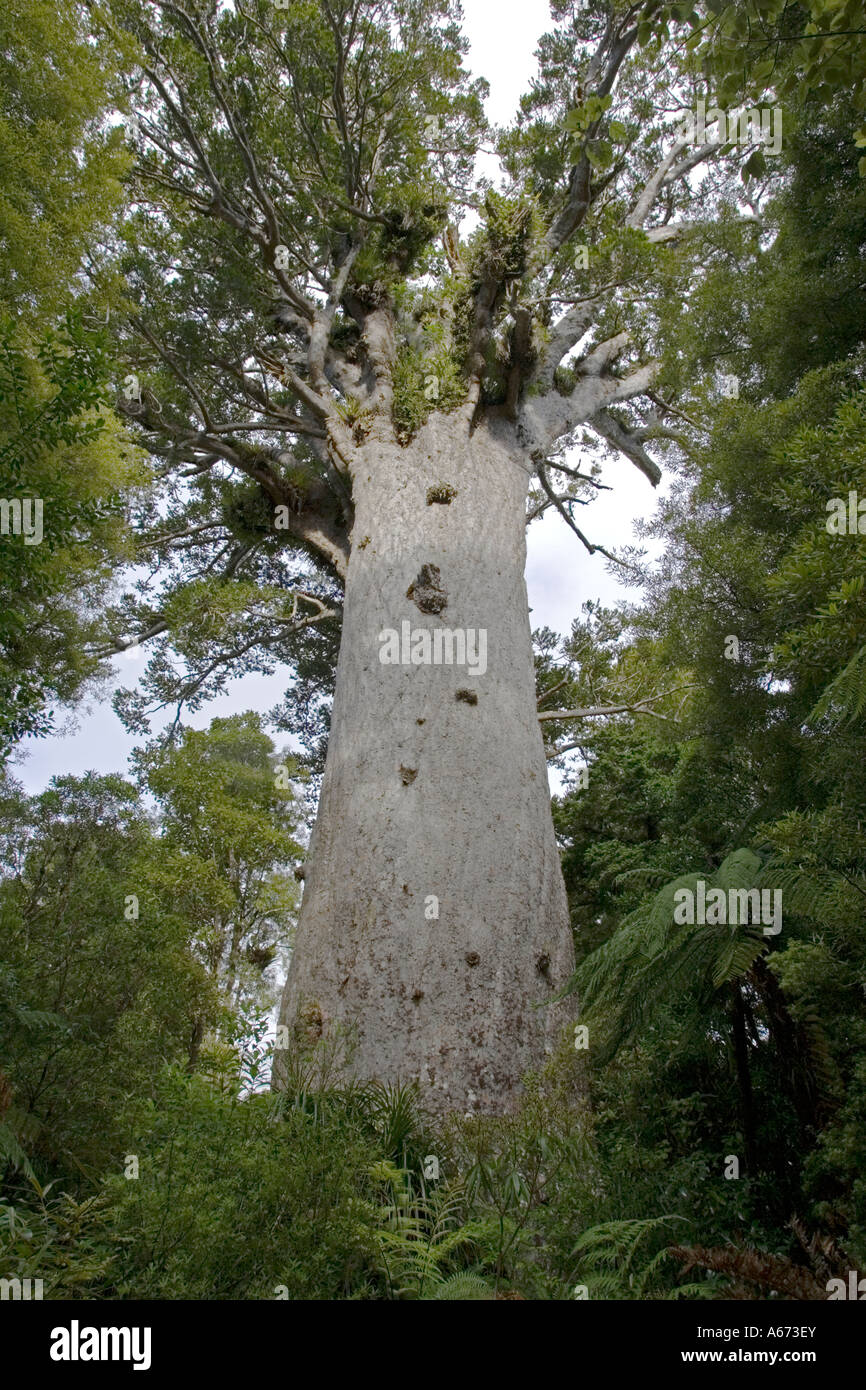 Agathis australis à Tane Mahuta Waipoua Kauri Forest est néos-zélandais plus grand arbre kauri Banque D'Images
