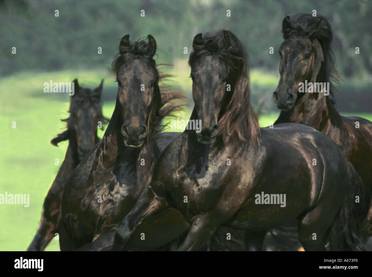 Troupeau de chevaux frisons tournant vers nous Banque D'Images