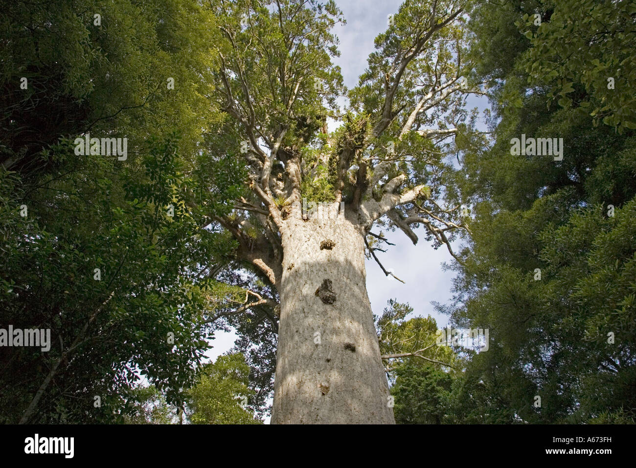 Agathis australis à Tane Mahuta Waipoua Kauri Forest est néos-zélandais plus grand arbre kauri Banque D'Images