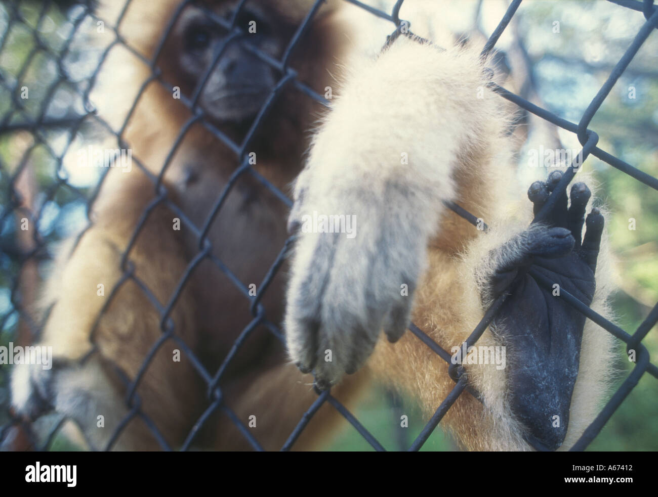 Le temps fait main blanc Gibbon Ape in cage Banque D'Images