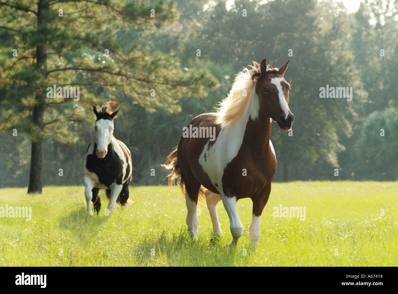 American Paint horse hongre et colt Banque D'Images