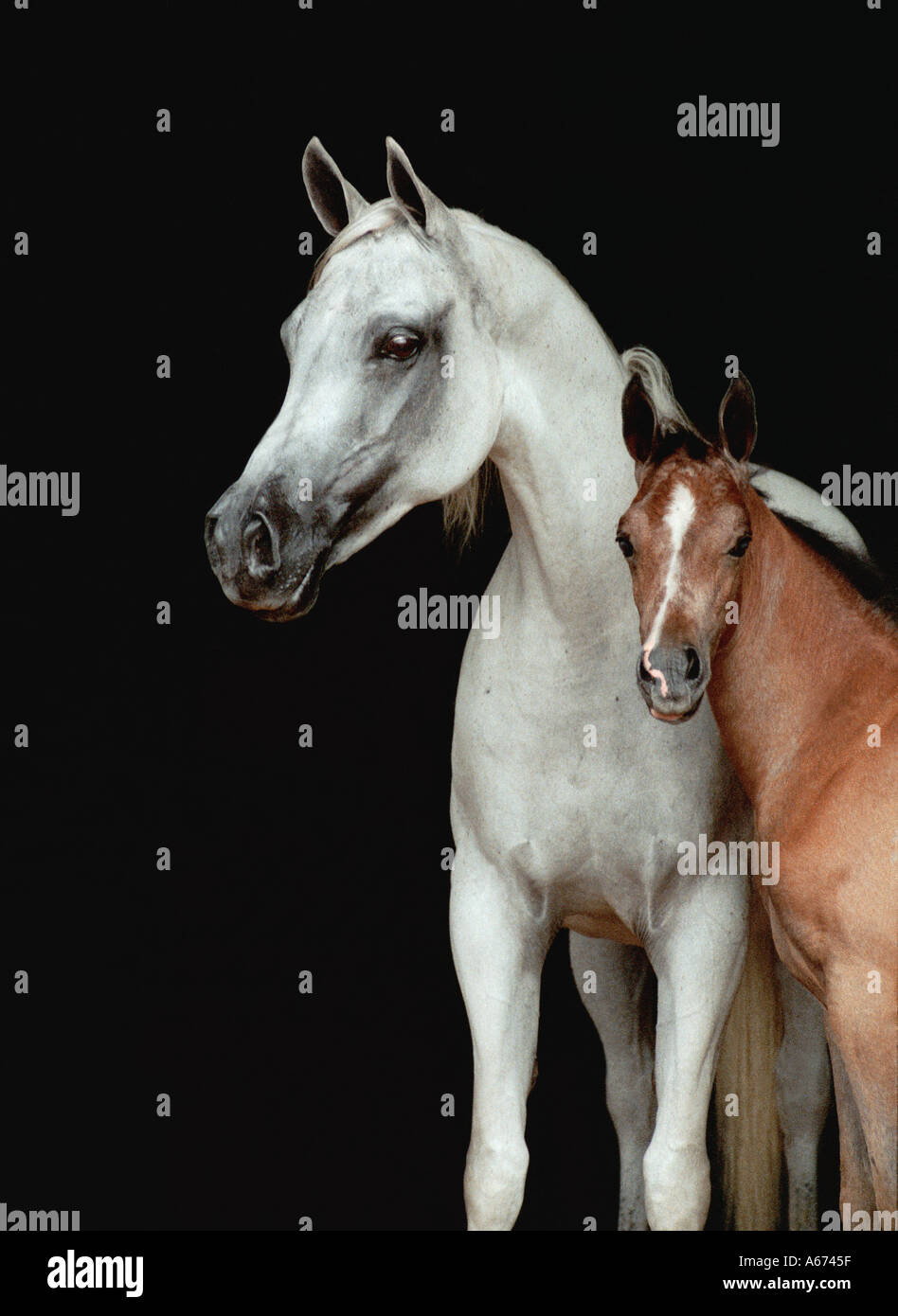 Arabian mare avec poulain portrait sur noir Banque D'Images