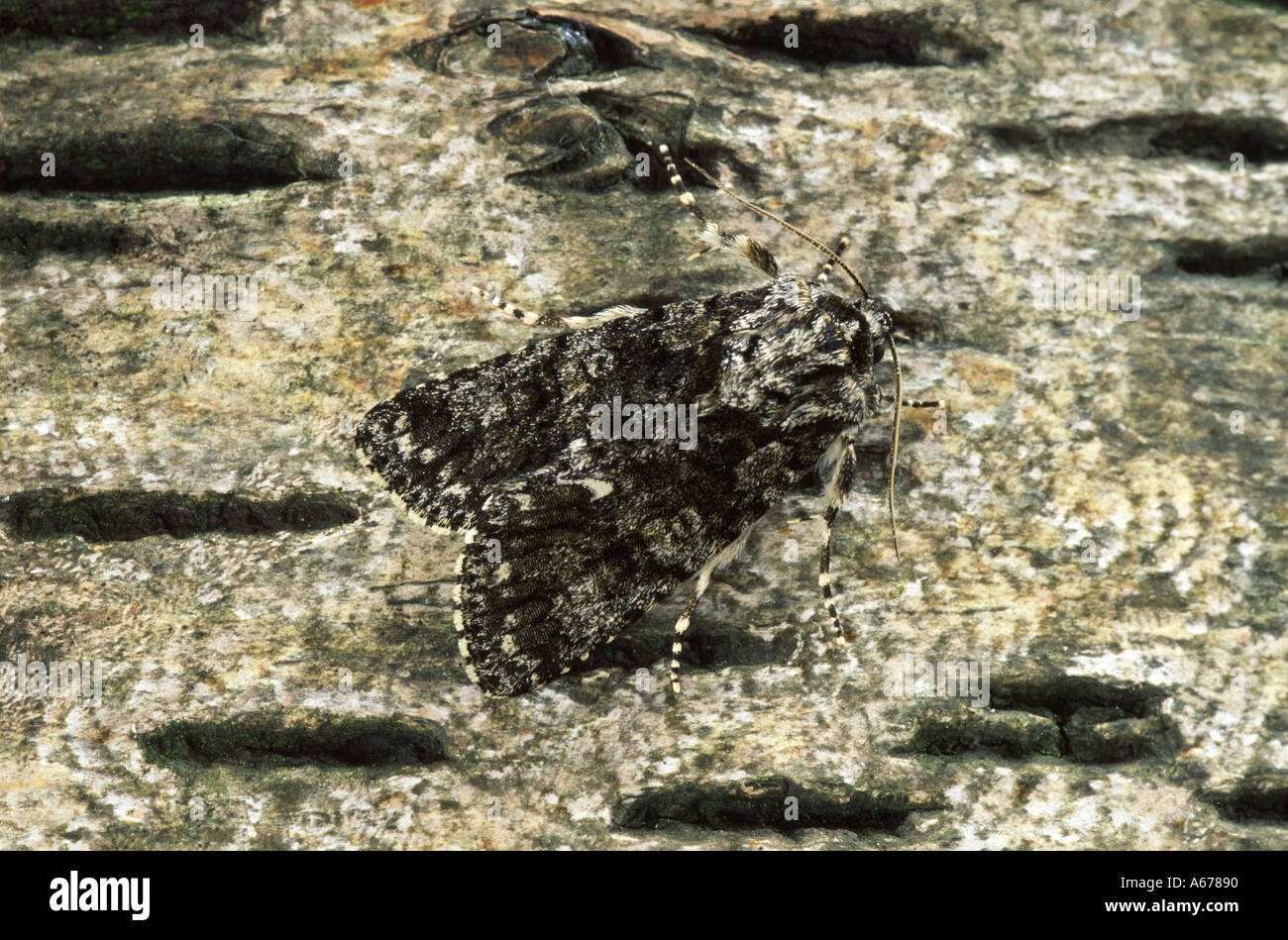 Noeud papillon herbe Acronicta rumicis Banque D'Images