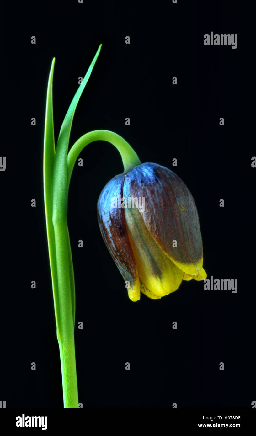 Fritillaria michailovskyi Banque D'Images