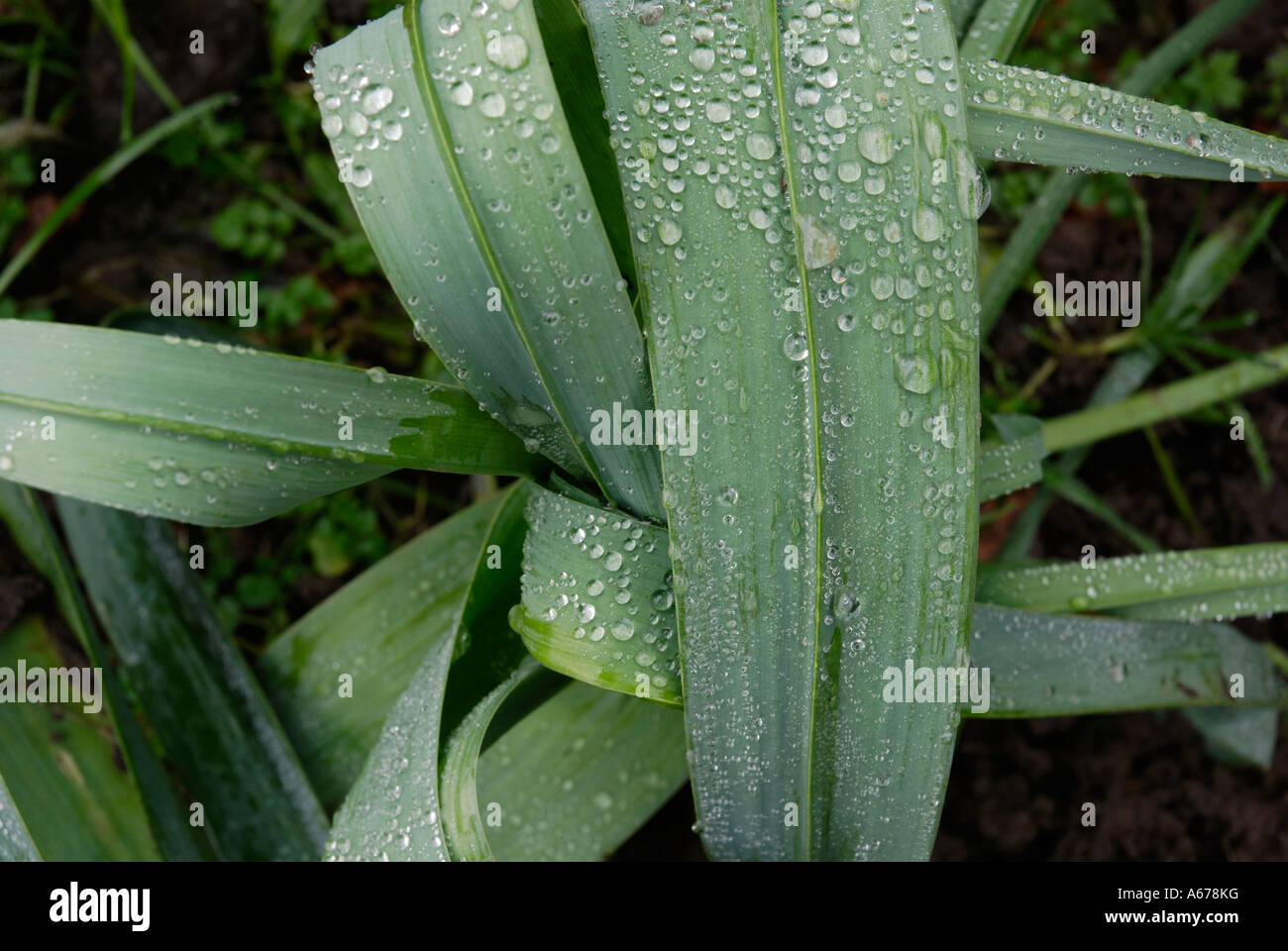 Feuilles de poireau Banque D'Images
