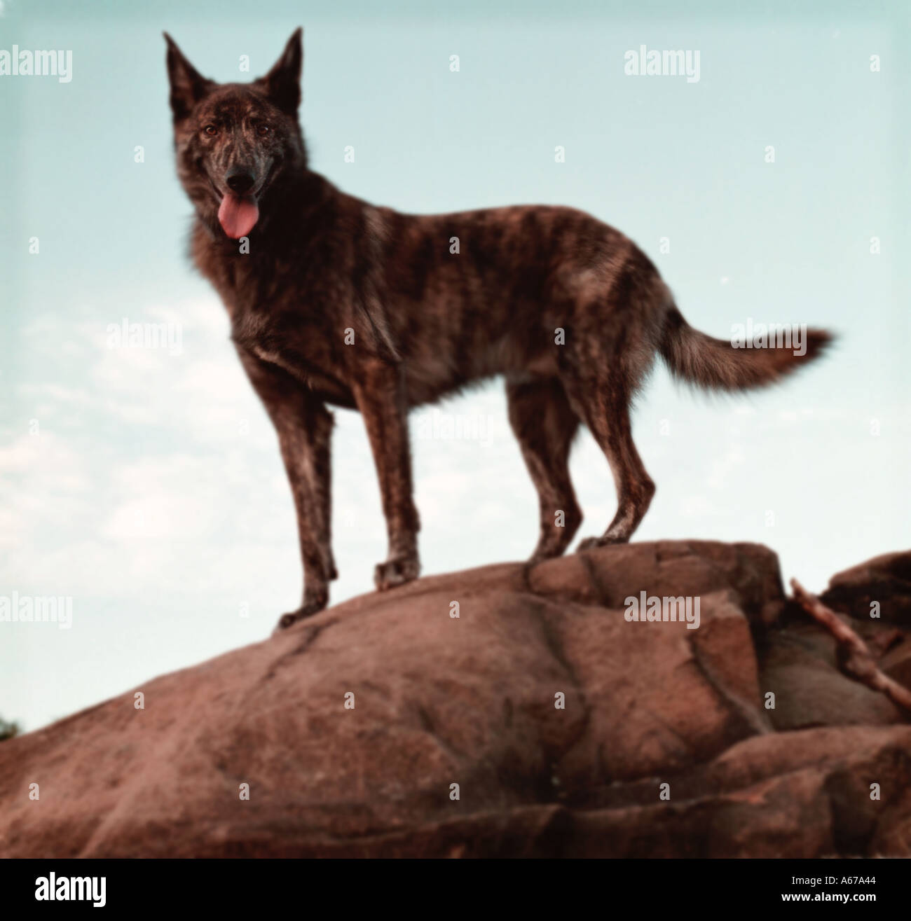 Chien Loup sur rock against blue sky Banque D'Images