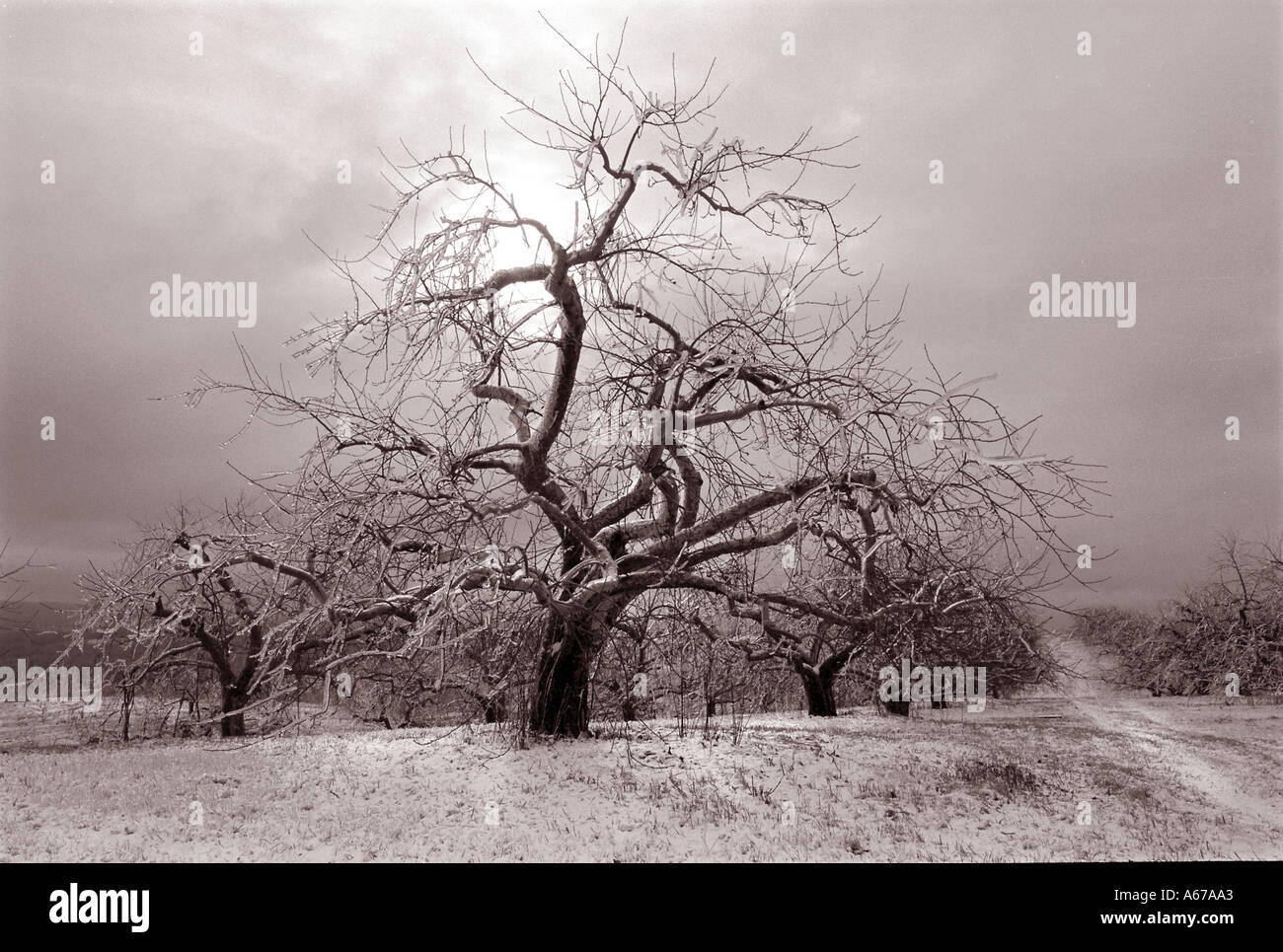 La beauté du paysage arbre avec glace et ciel orageux Banque D'Images