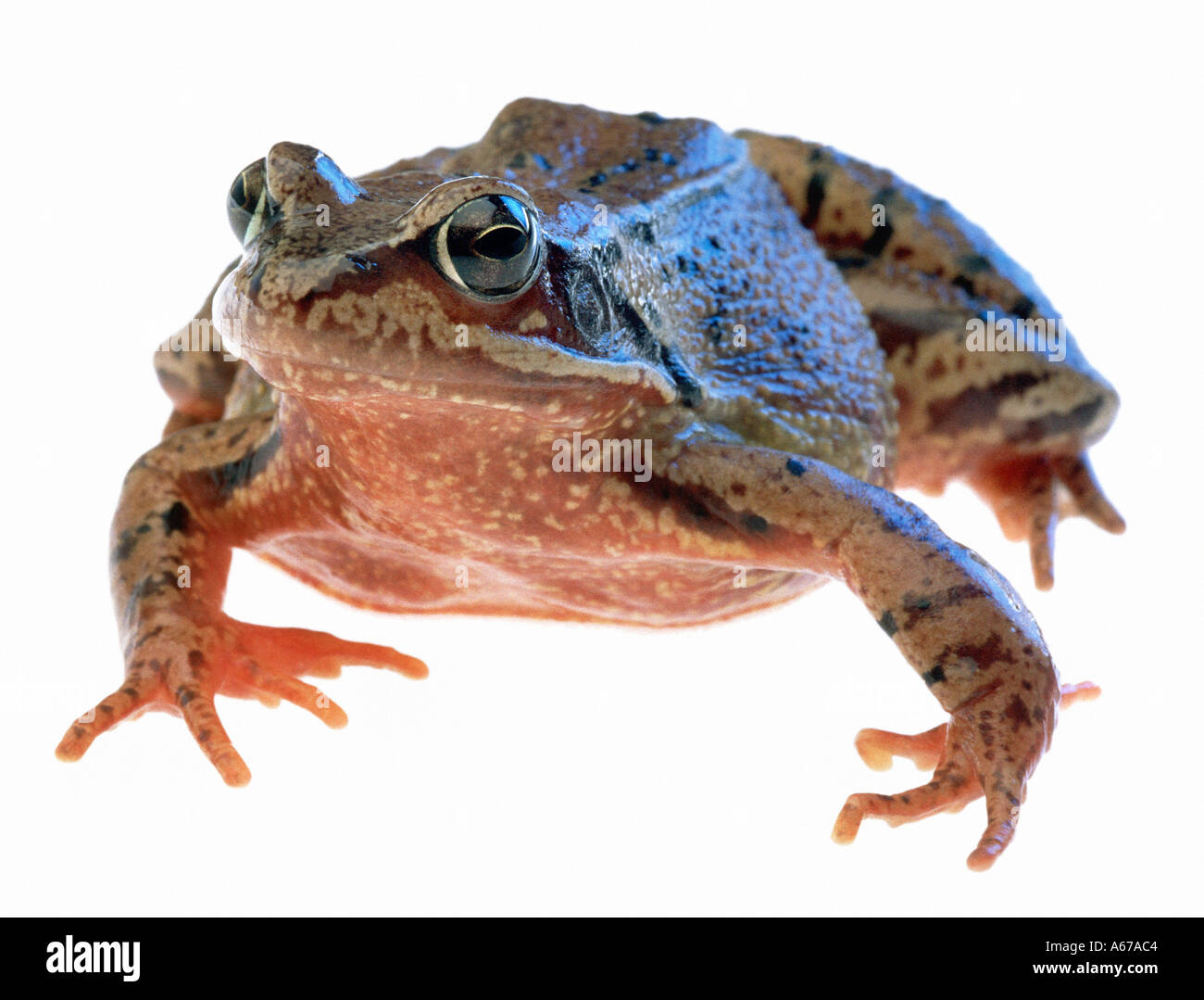 Grenouille des bois Rana sylvatica Banque D'Images