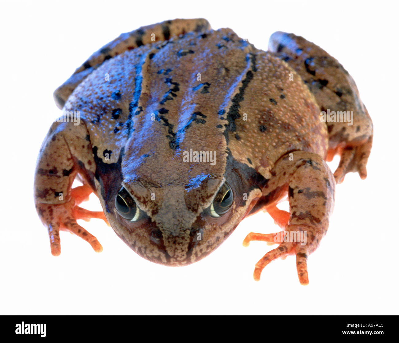 Grenouille des bois Rana sylvatica Banque D'Images