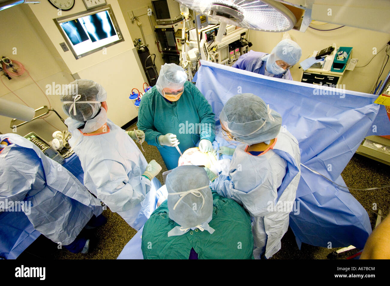 Un chirurgien d'œil à x-ray sur le mur lors de l'exécution d'une chirurgie de remplacement du genou Banque D'Images