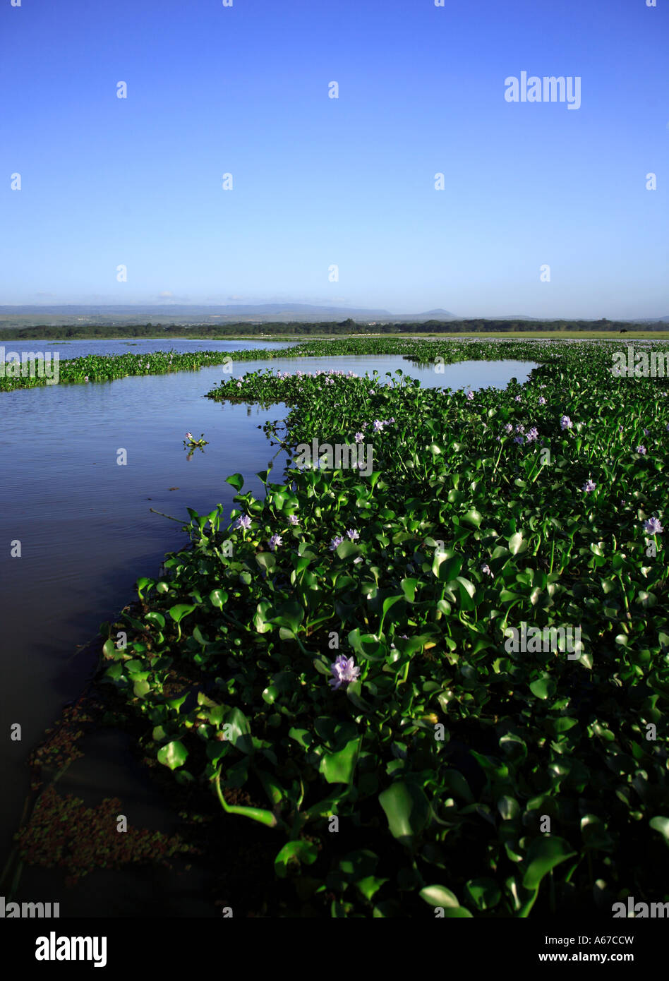 La jacinthe d'eau sur le lac Naivasha Kenya Afrique Banque D'Images