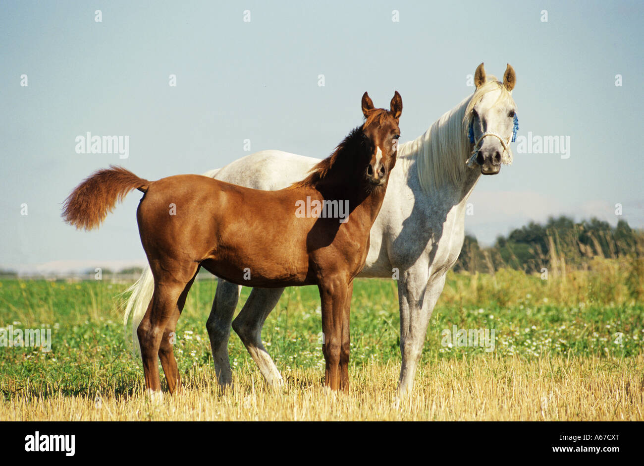 Cheval Arabe pur-sang - mare avec poulain Banque D'Images