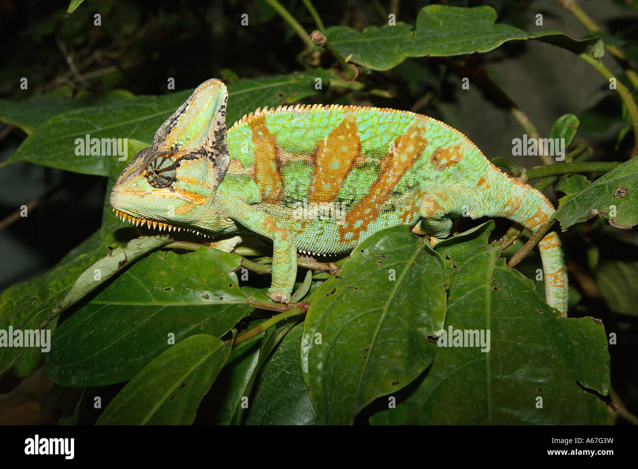 Yemeni Chameleon (Chamaeleo calyptratus) sur une branche Banque D'Images