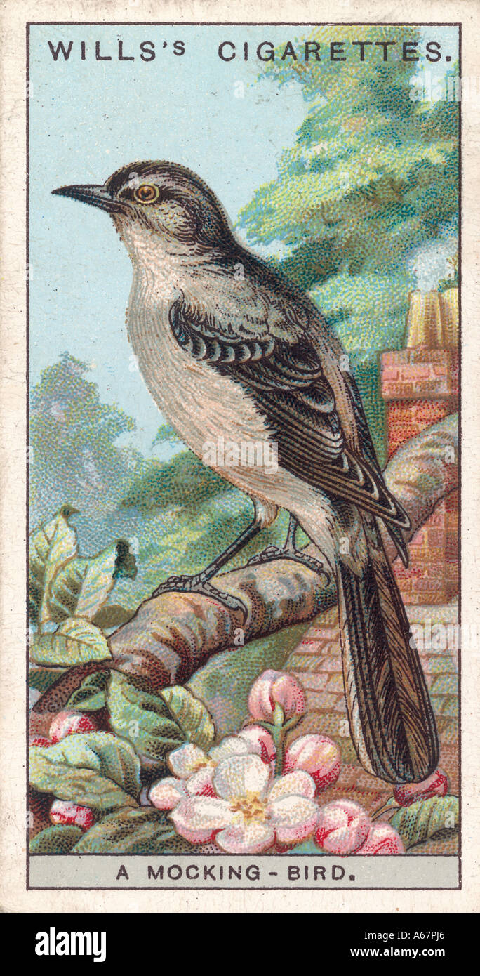 Carte d'oiseaux moqueurs Banque D'Images