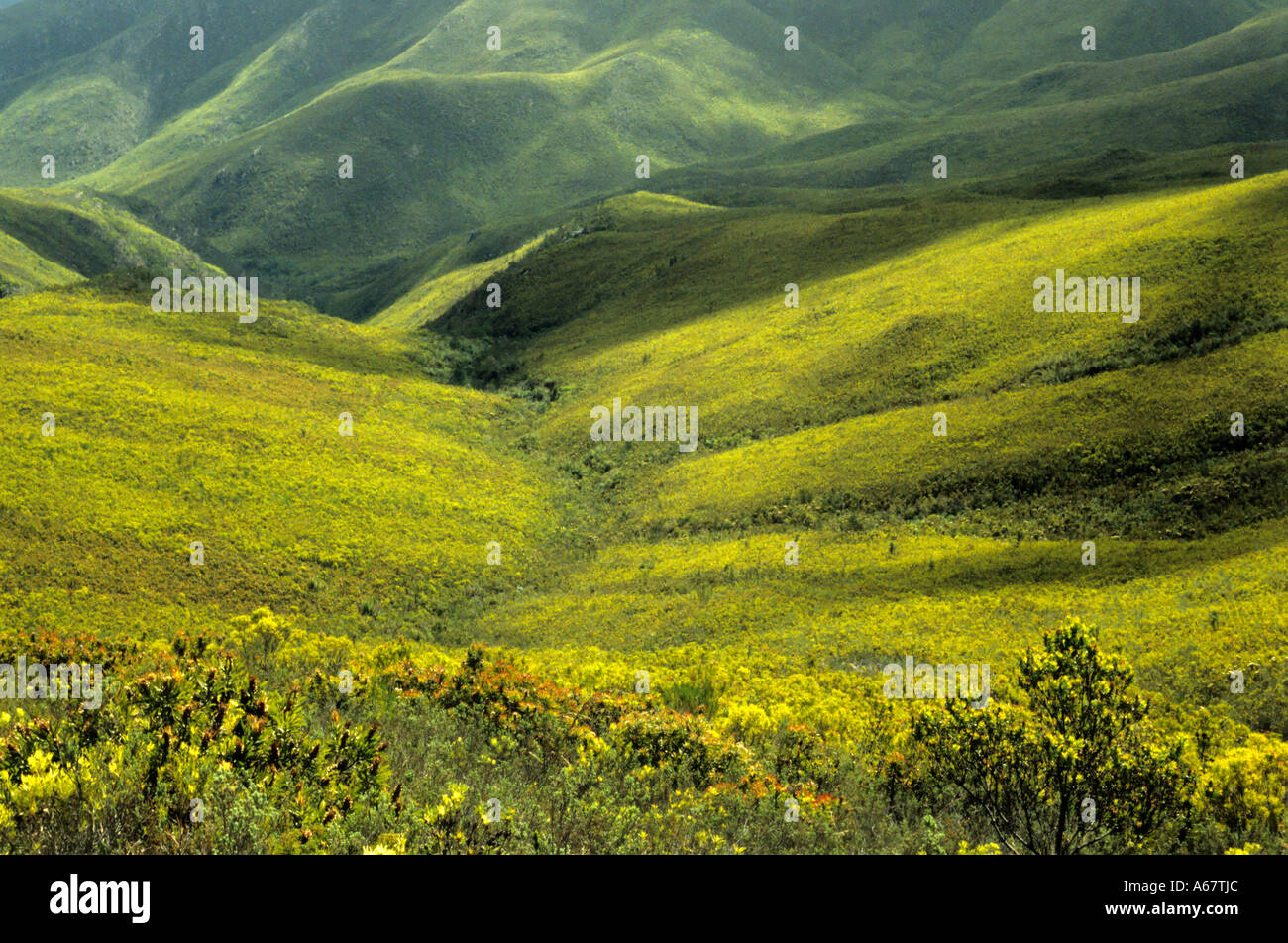 Vue panoramique sur la Montagne de la vallée de la nature de l'Afrique du Sud Garden Route Banque D'Images