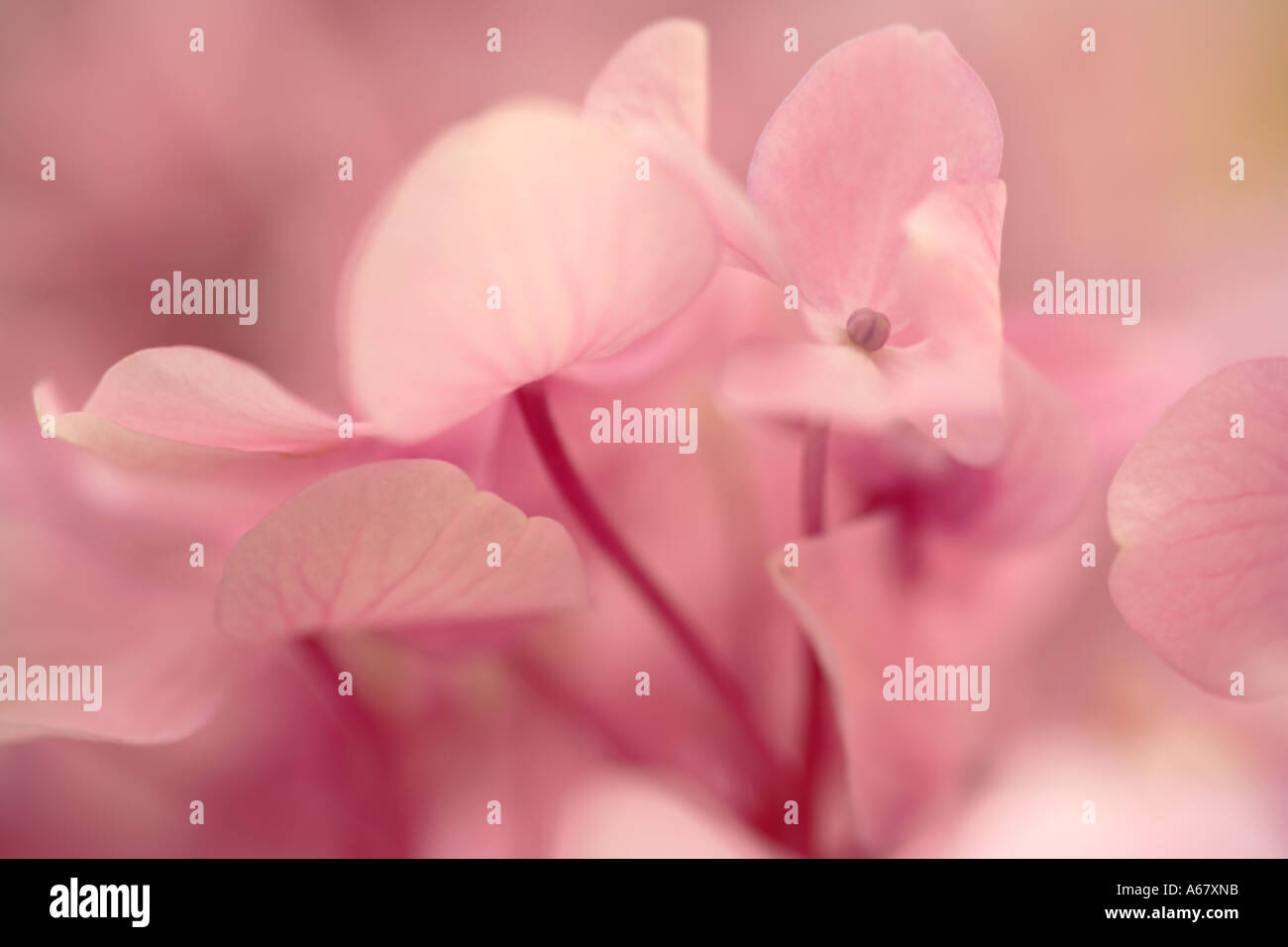Close up of pink flower Hydrangea macrophylla de fleurs Banque D'Images