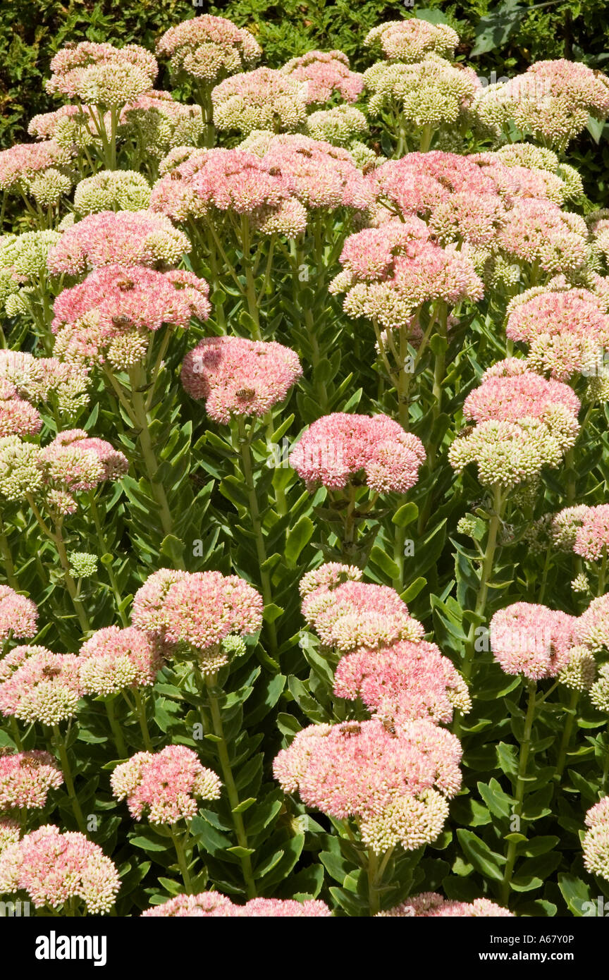 Stock Photo de Sedum spectabile et les abeilles Banque D'Images