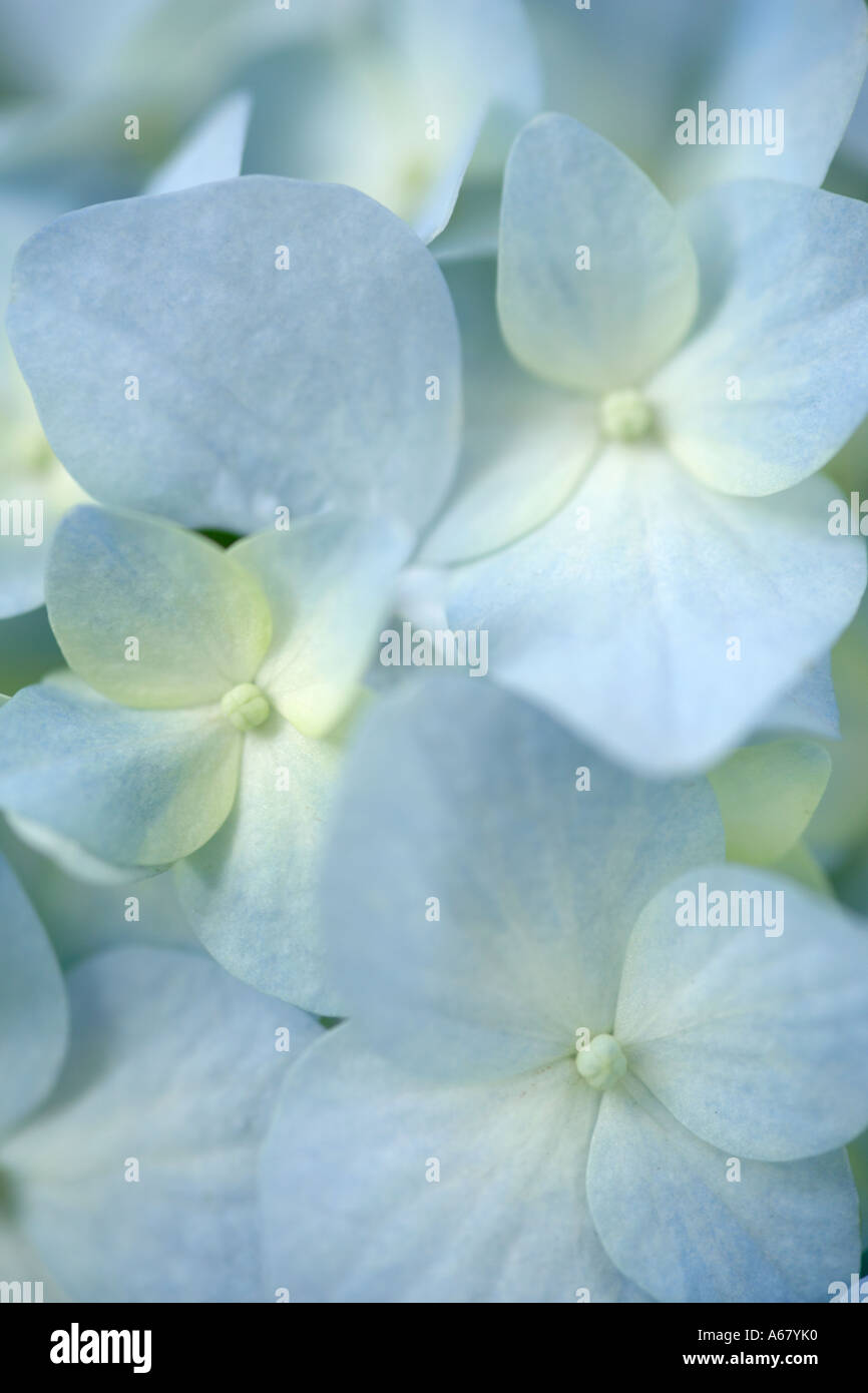 Close up of bleu blanc fleurs de Hydrangea macrophylla fleur Banque D'Images