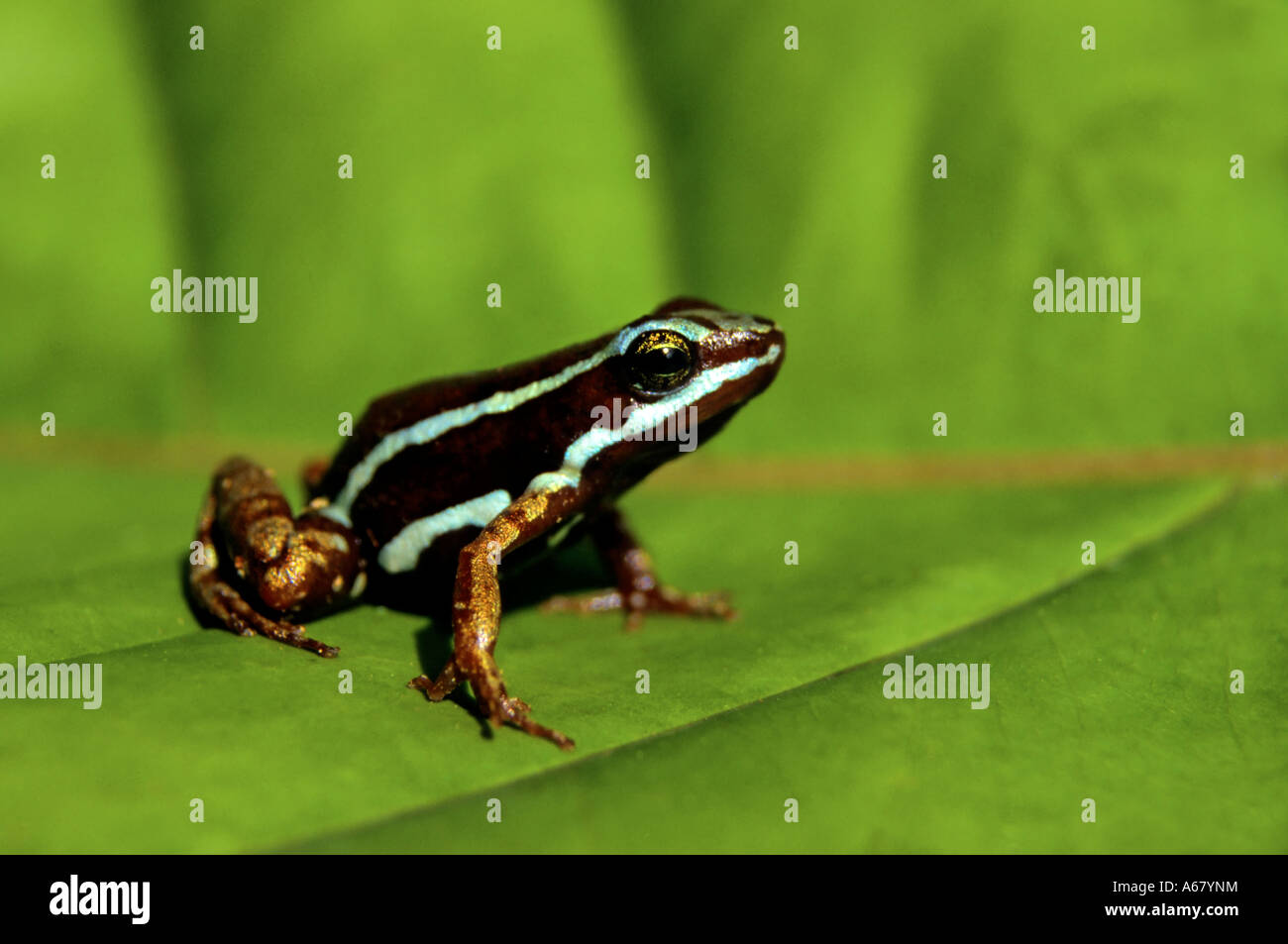 Grenouille poison fantasmatique (epipedobates tricolor), Buenaventura, Equateur, Amérique du Sud Banque D'Images