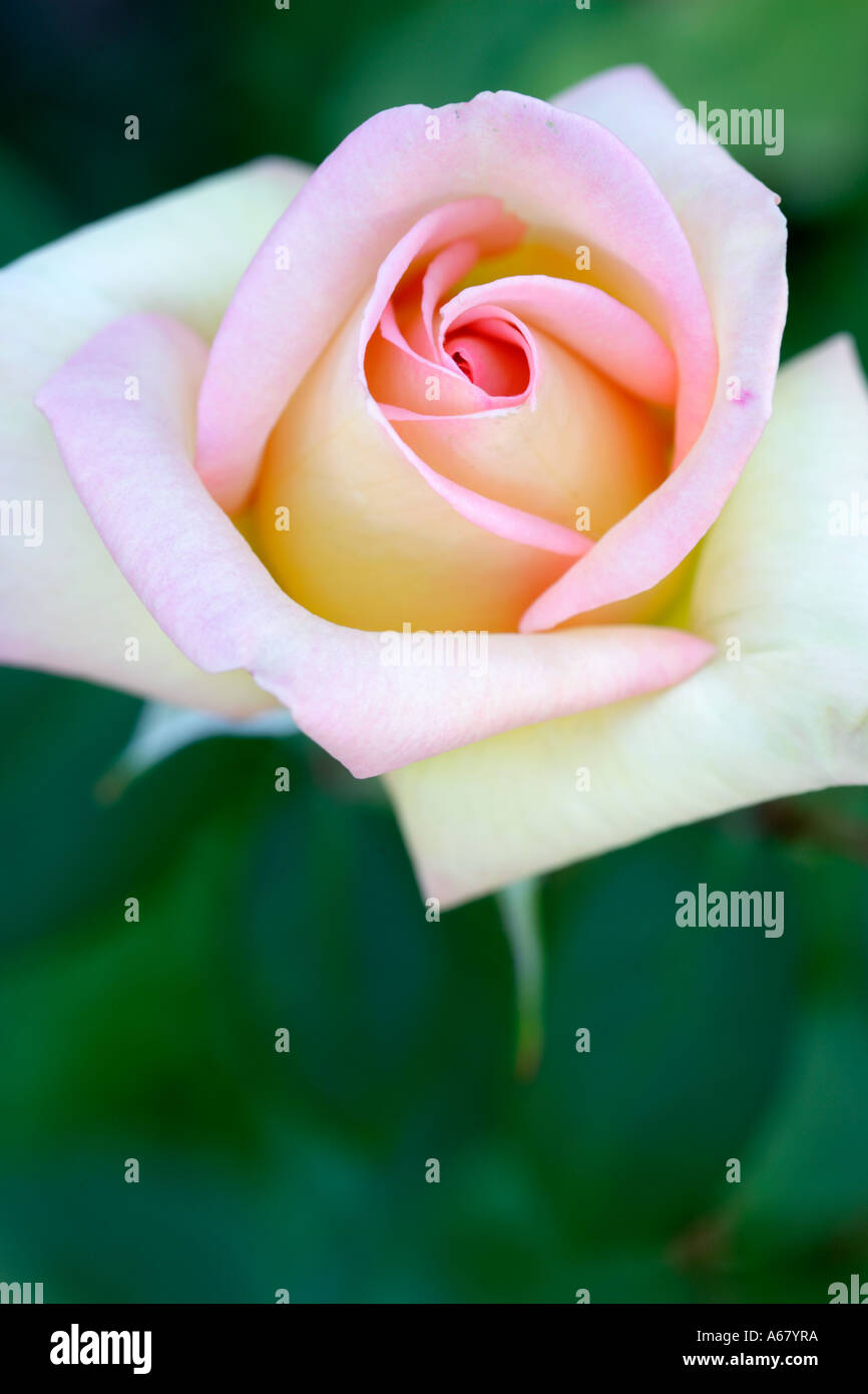 Close up d'ouverture d'un bouton de rose rose Banque D'Images