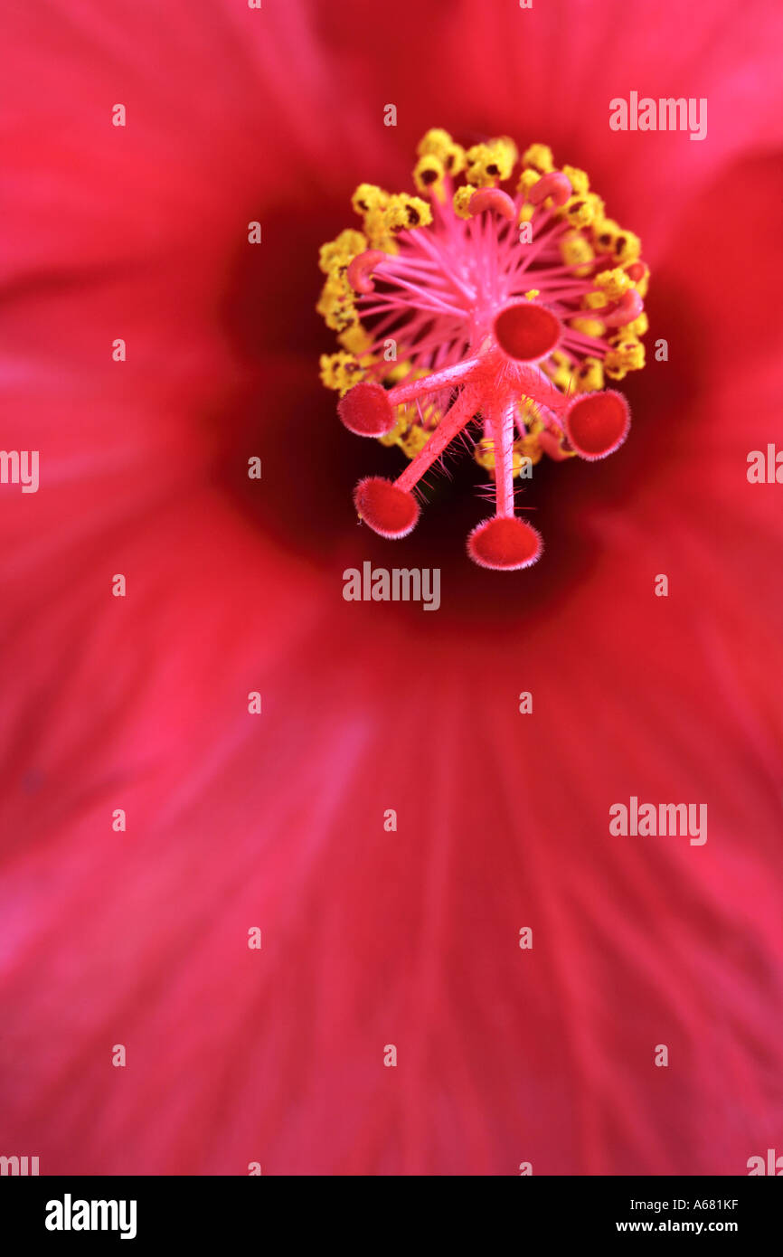 Libre d'Hibiscus rouge stamen Banque D'Images