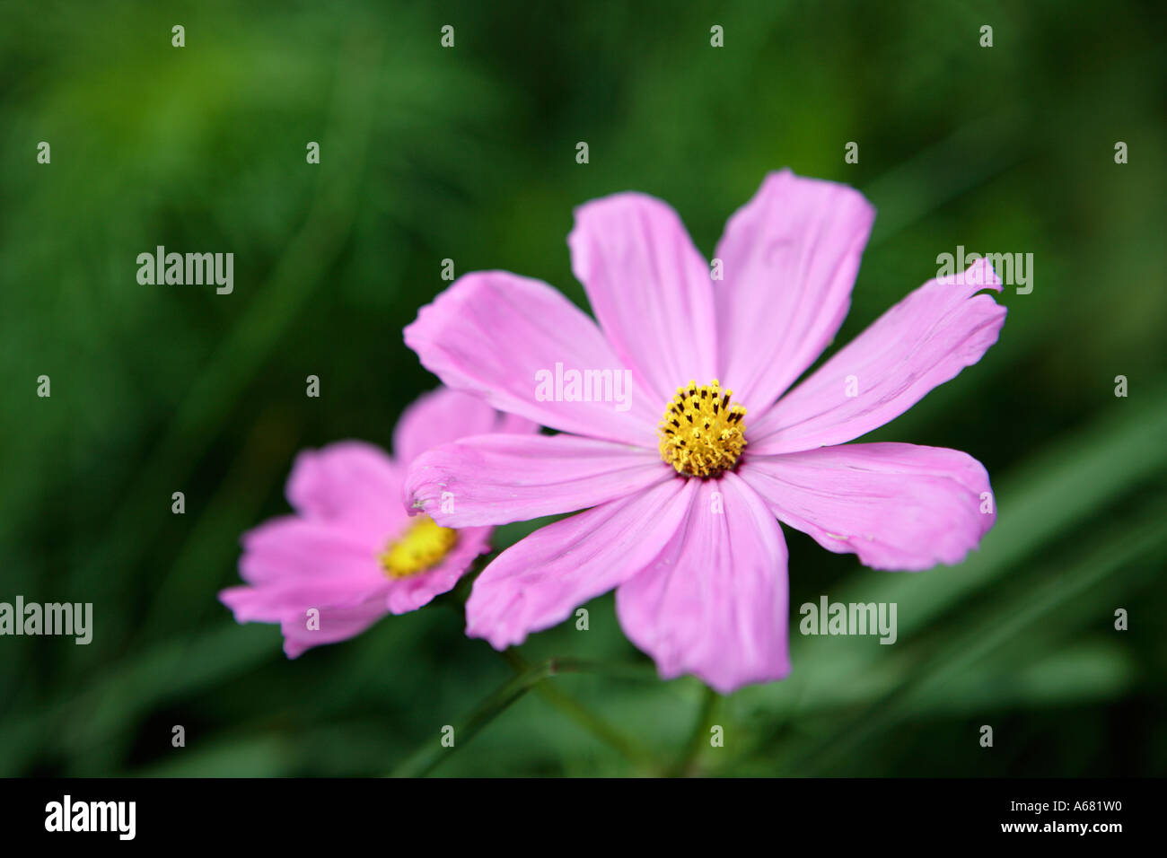Paire d'Afrique du Sud fleurs cosmos rose Banque D'Images