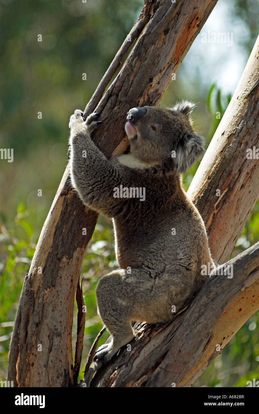 Koala sur Philipp Island, État de Victoria, Australie Banque D'Images