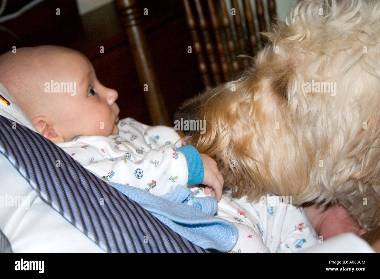 Soyons Amis Famille Et Bebe Goldendoodle Chien Ont Une Reunion St Paul Minnesota Usa Photo Stock Alamy Soyons Amis Famille Et Bebe Goldendoodle Chien Ont Une Reunion St Paul Minnesota Usa Photo Stock Alamy