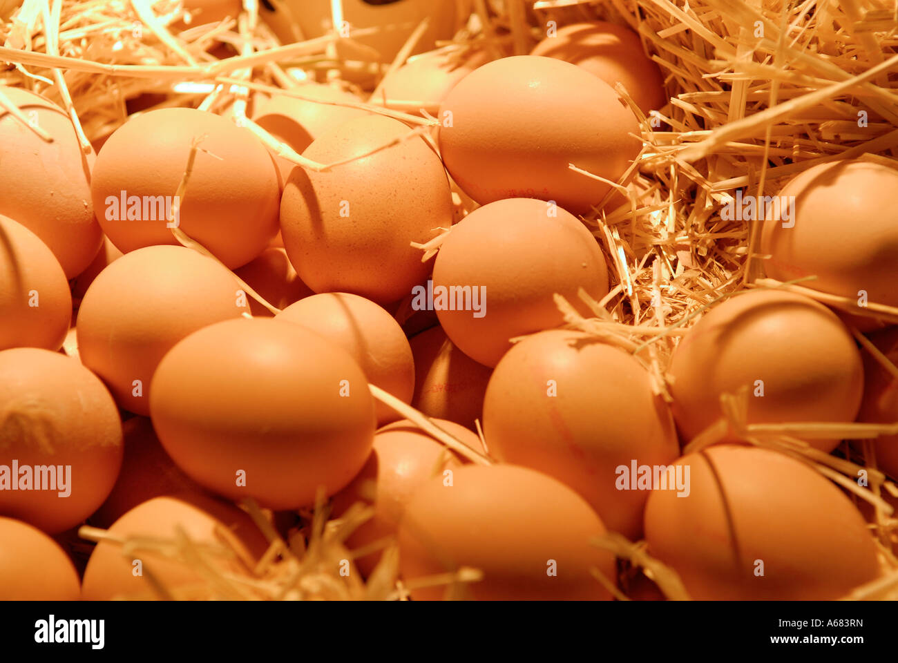 Pile d'œufs de poulet Banque D'Images