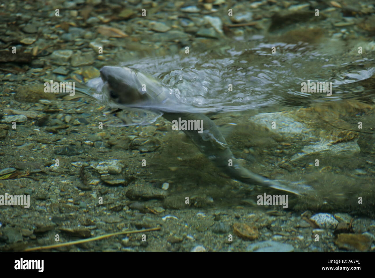 Saumon kéta femelle creusant redd Fish Creek Canal Spawing Hyder Alaska Banque D'Images