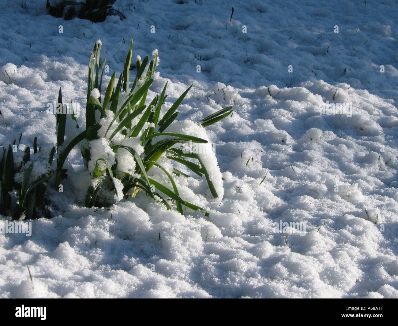 Feuilles en forme de sangle du Galanthus émergeant à travers la neige. Banque D'Images