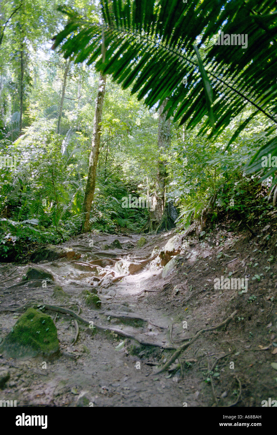 Marche dans la jungle, Ceibal El, au Guatemala. Banque D'Images