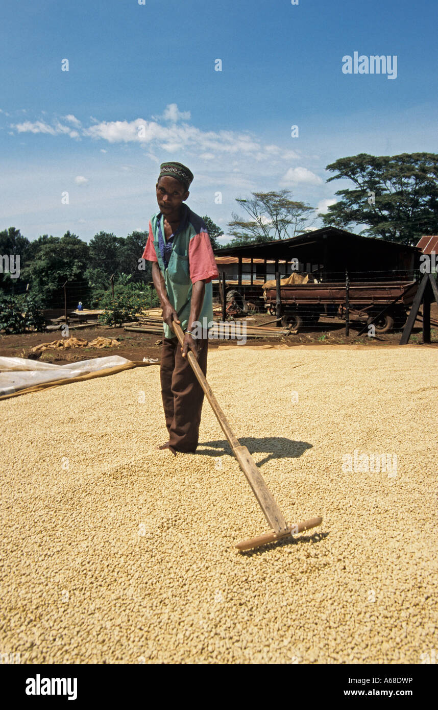 Le séchage du café en parche travailleur - Coffea arabica - dans le soleil, la région de Kilimandjaro, Tanzanie Banque D'Images
