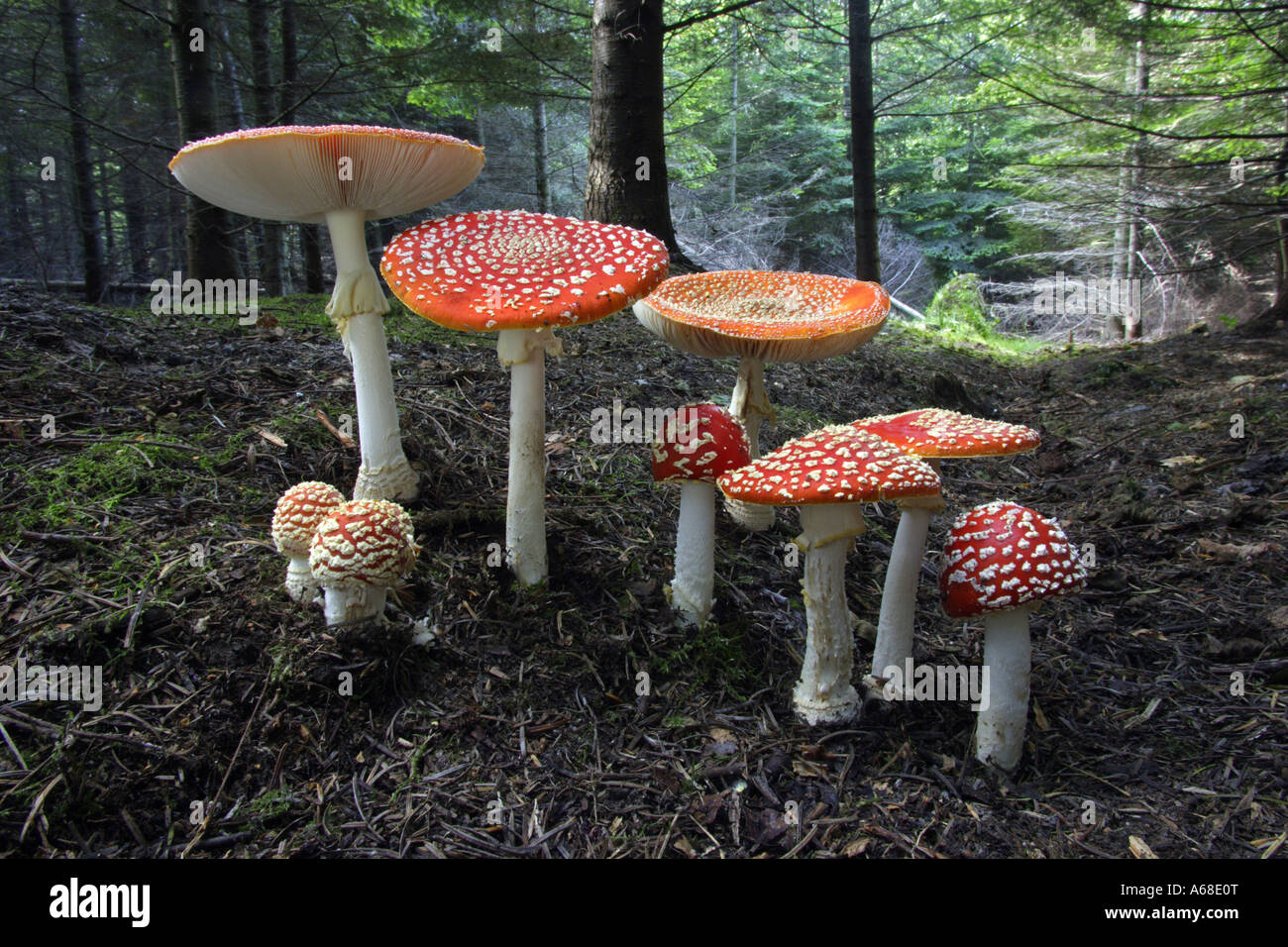Agaric Fly (Amanita muscaria), groupe d'toadstoals de différentes tailles Banque D'Images