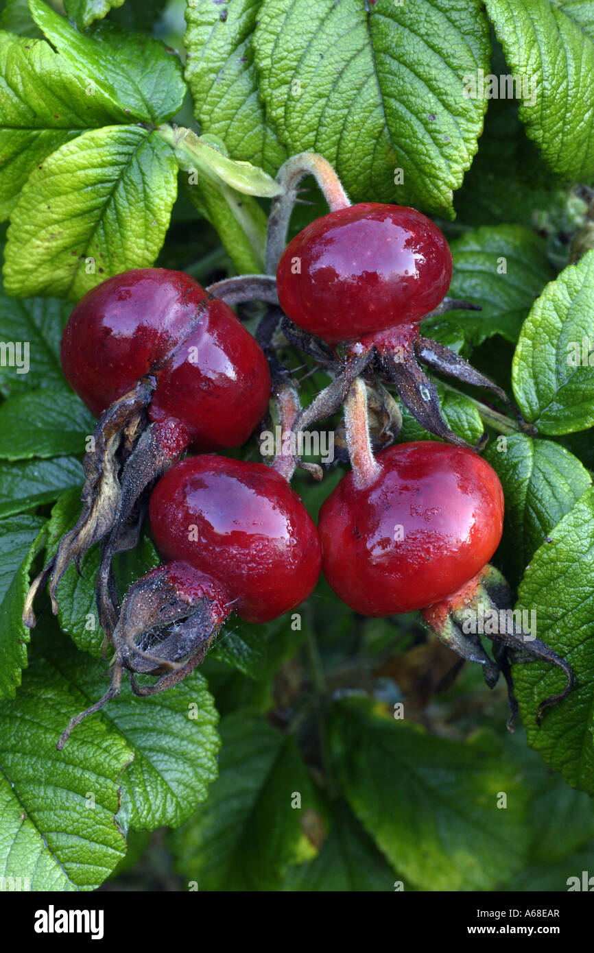 Japanese Rose (Rosa rugosa), églantier Banque D'Images
