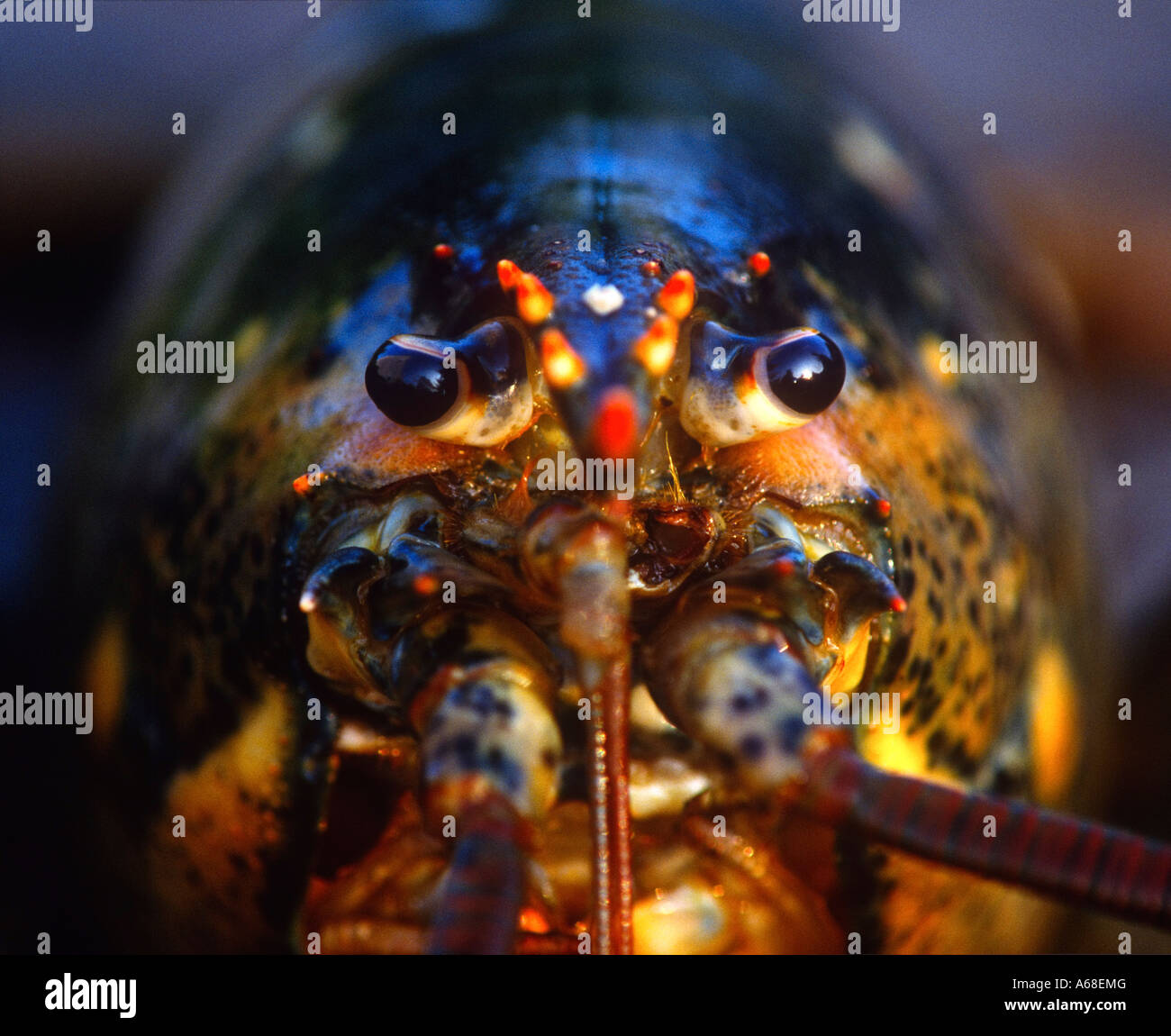 Homard Banque D'Images