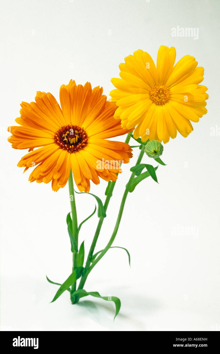 Souci officinal, Ruddles, Scotch Marigold (Calendula officinalis), fleurs, studio, Banque D'Images