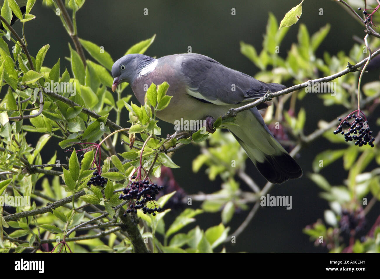 Pigeon ramier (Columba palumbus) perché on twig Banque D'Images