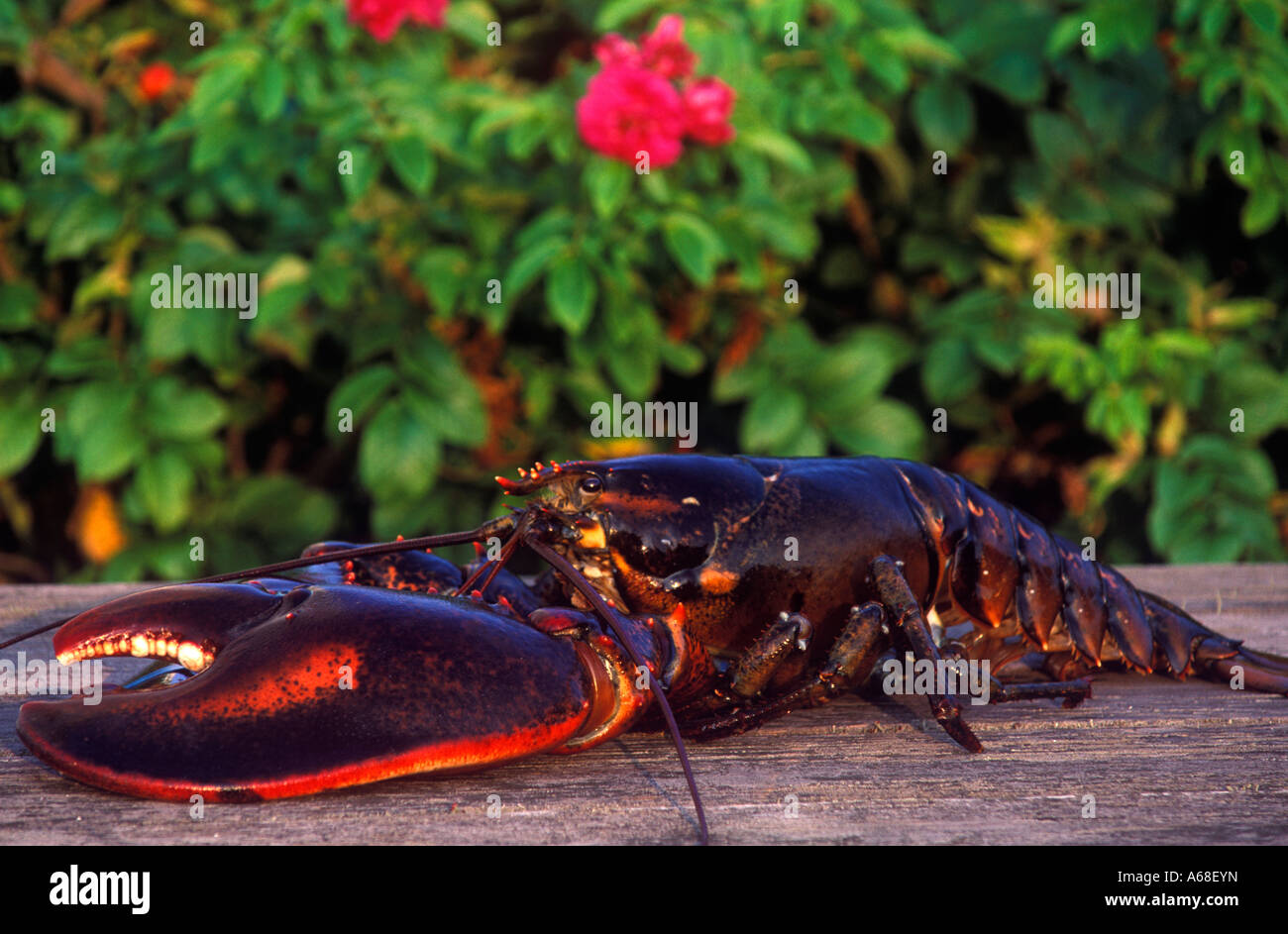 Prêt pour la cuisson du homard grande Cape Cod, MA Banque D'Images