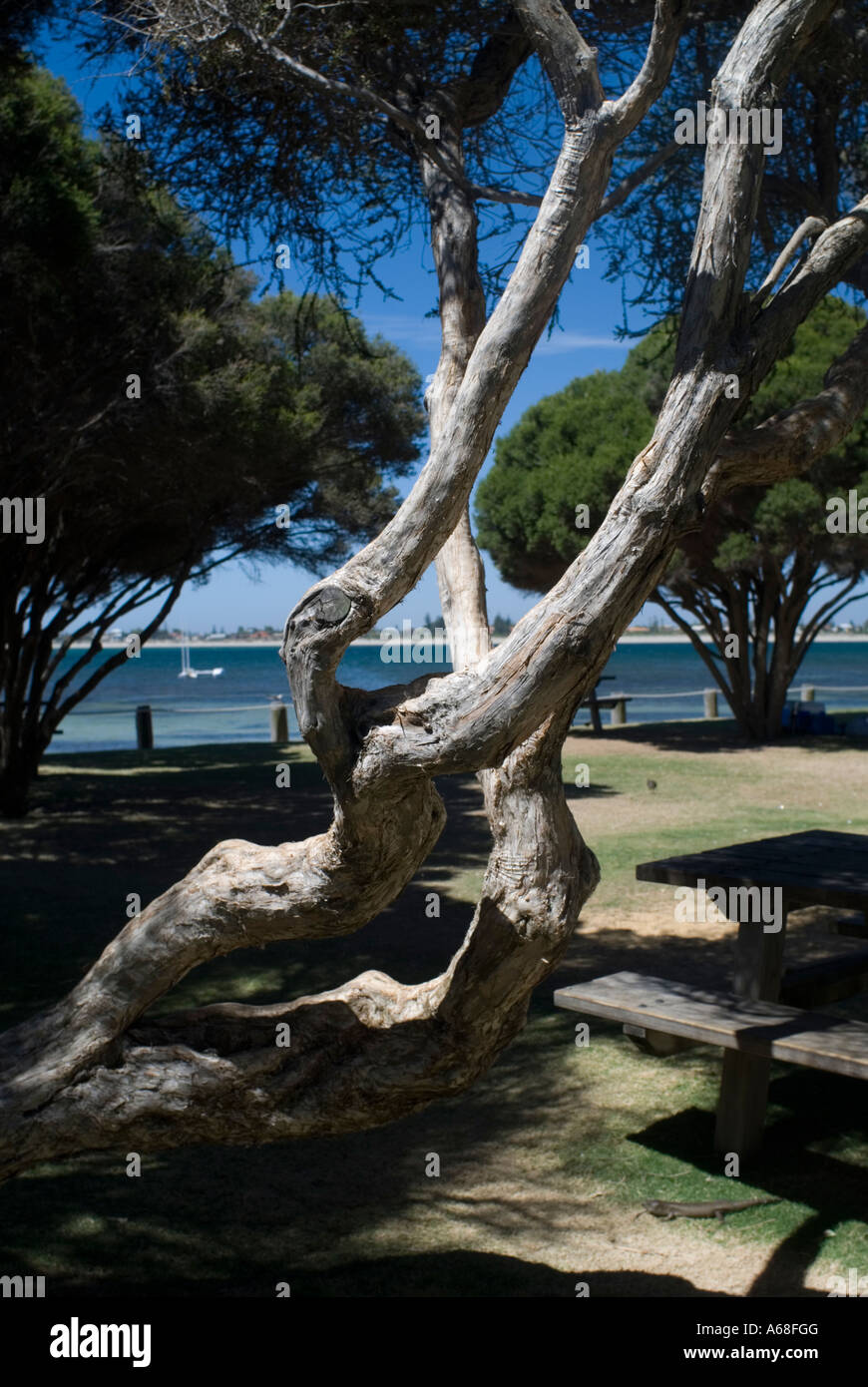 Arbre tordu tronc et branches sur l'Île Penguin, Perth, Australie occidentale Banque D'Images