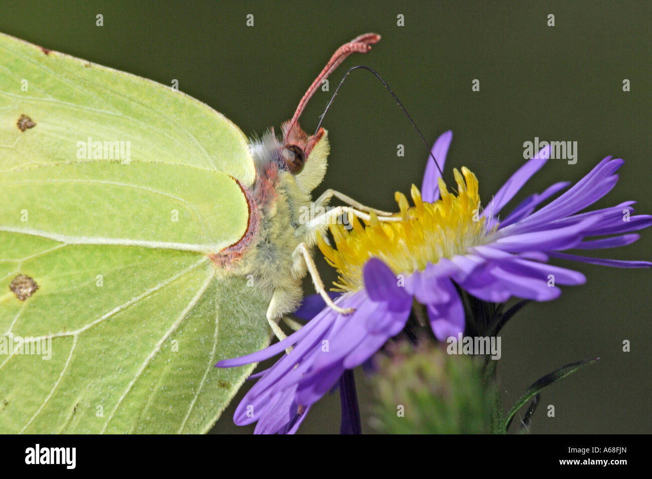 De souffre (Gonepteryx rhamni) sucer sur le nectar des fleurs de l'Aster (Aster sp.) Banque D'Images