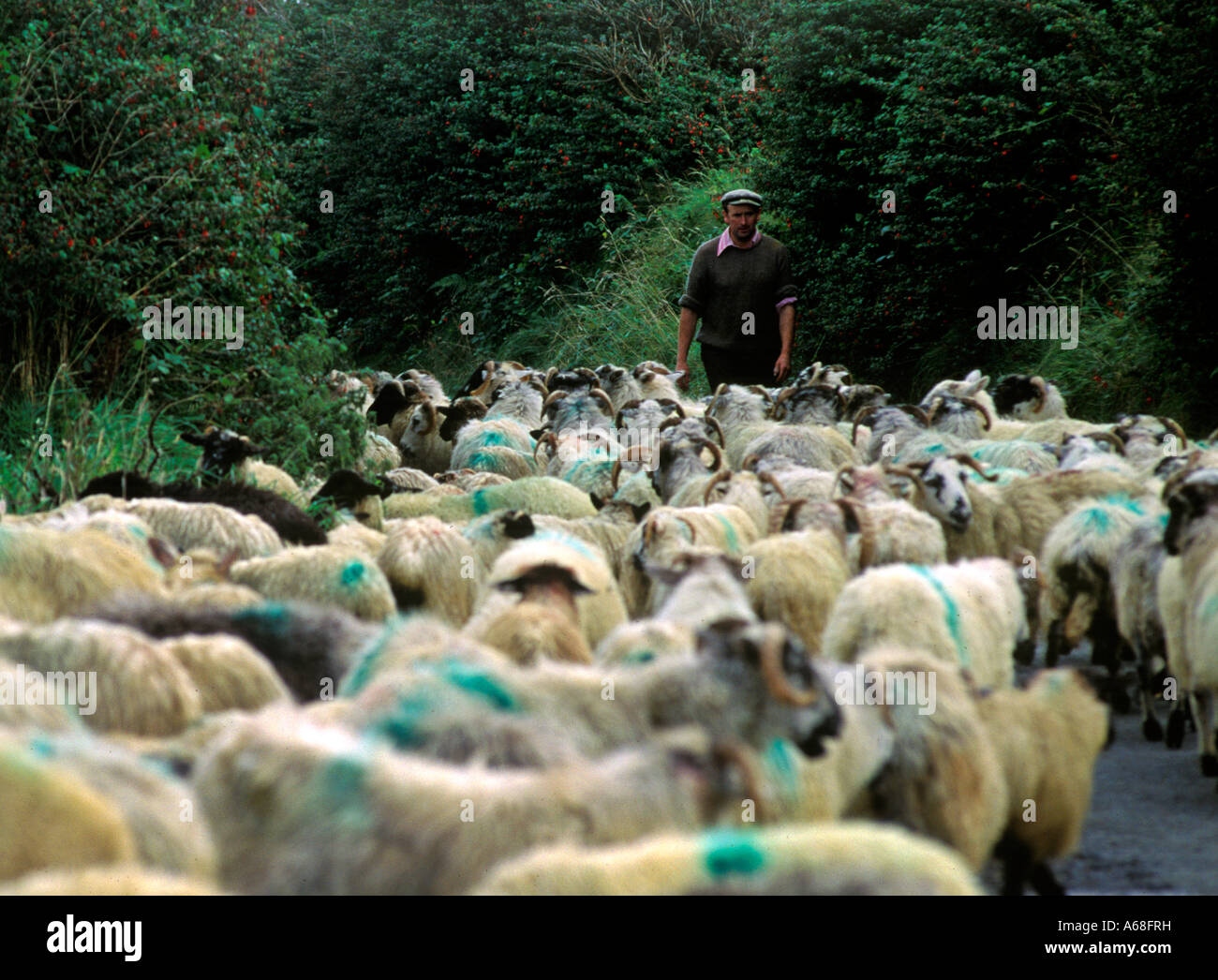 Guides d'agriculteurs irlandais ses brebis le long d'une route de campagne, dans le comté de Clare, Irlande Banque D'Images