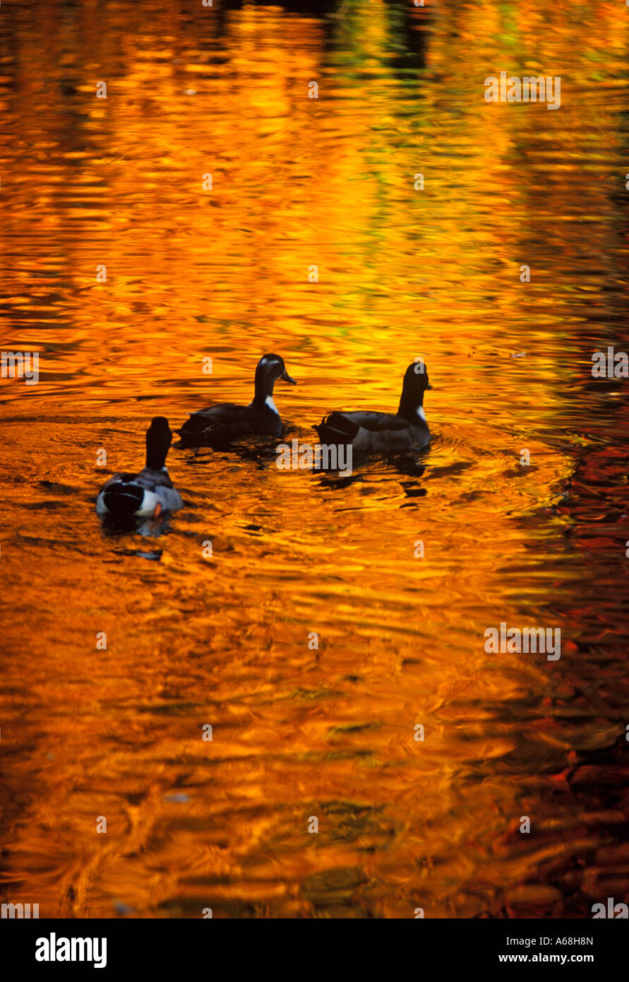 Canards sur un étang avec des reflets d'or de l'automne Banque D'Images