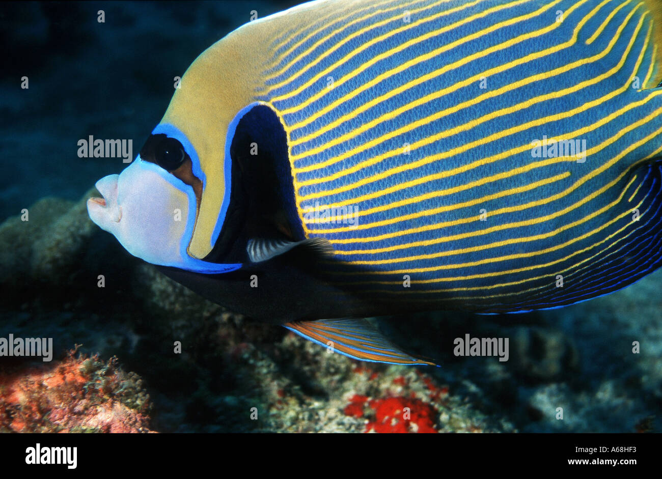 Close up of imperator angelfish Banque D'Images