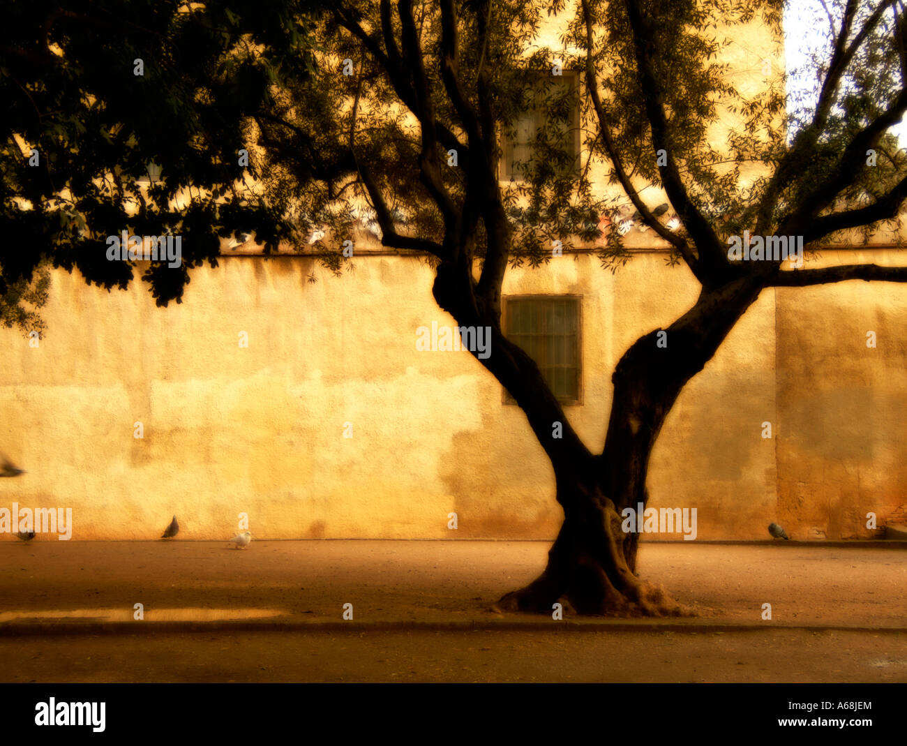 Jardin de l'ancienne bibliothèque de l'hôpital. Valence. Espagne Banque D'Images