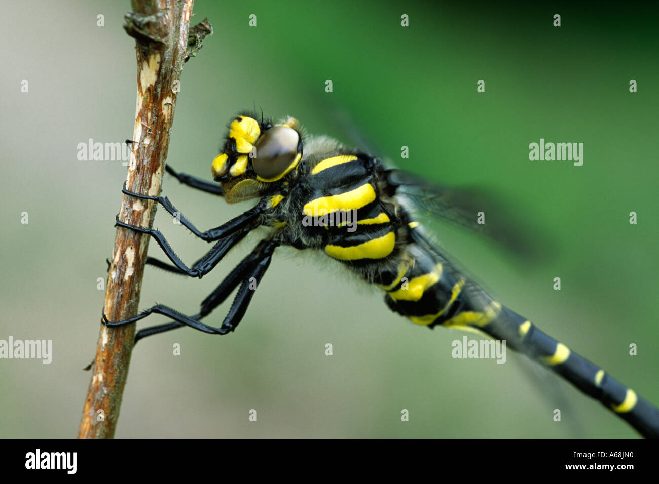 Golden-ringed Dragonfly (Cordulegaster boltonii) sur un perchoir. Les muscles de l'aile vibrant avant de prendre le vol. Powys, Pays de Galles, Royaume-Uni. Banque D'Images