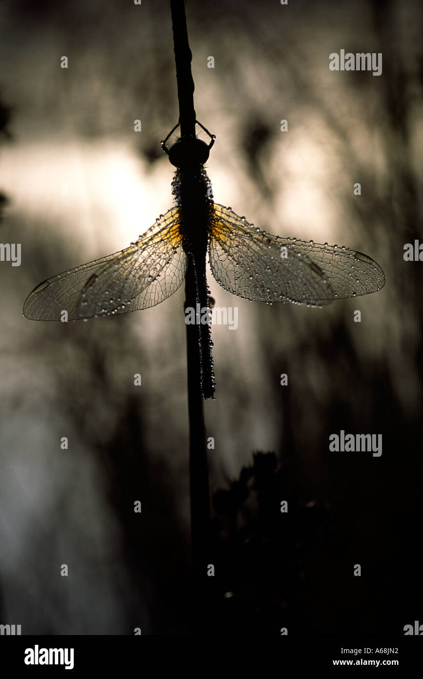 Dard noir Dragonfly (Sympetrum danae) se percher à côté d'un étang, juste avant l'aube. Powys, Pays de Galles, Royaume-Uni. Banque D'Images