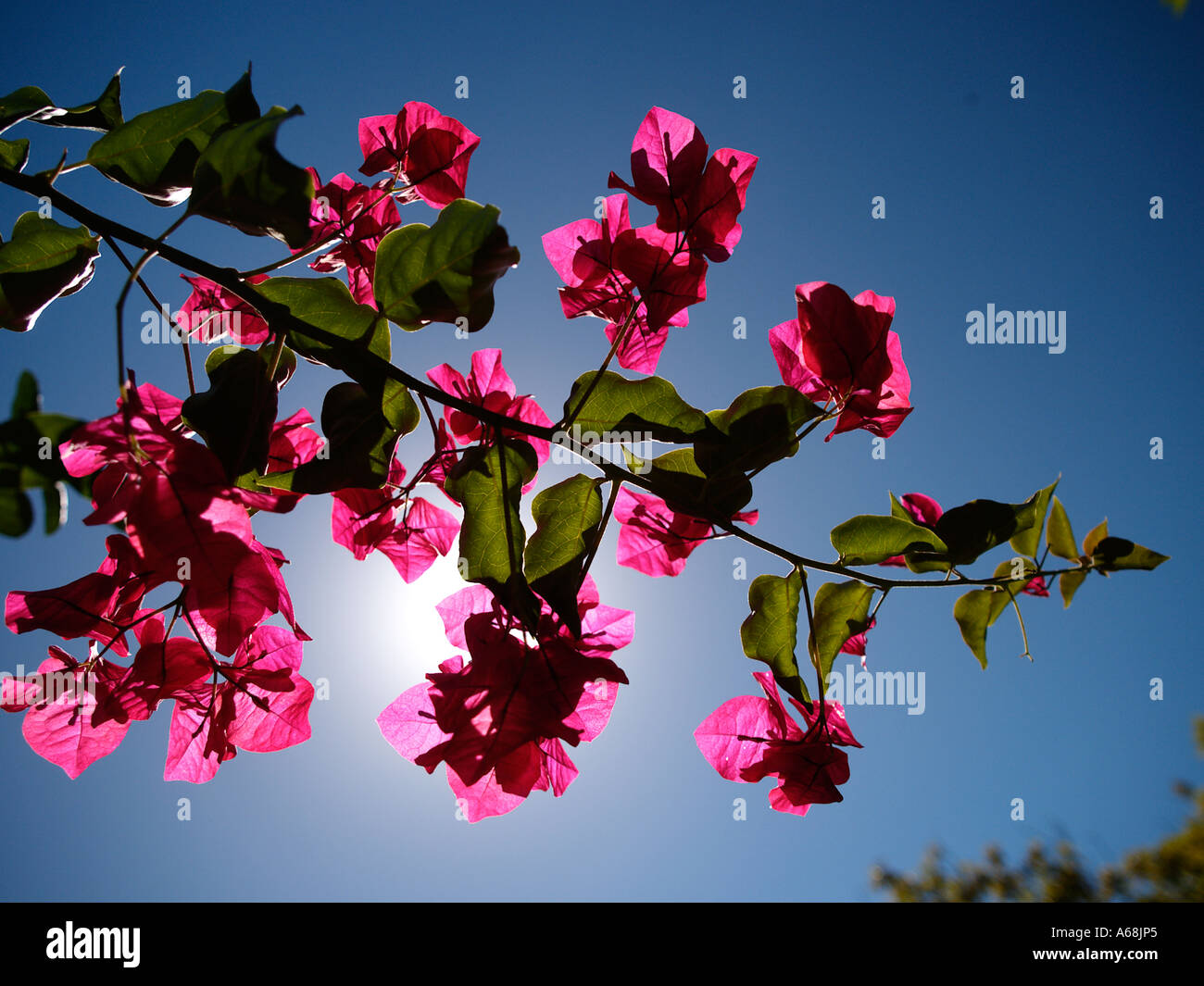 Gros plan d'une usine de bougainvilliers en fleurs rose vif Banque D'Images