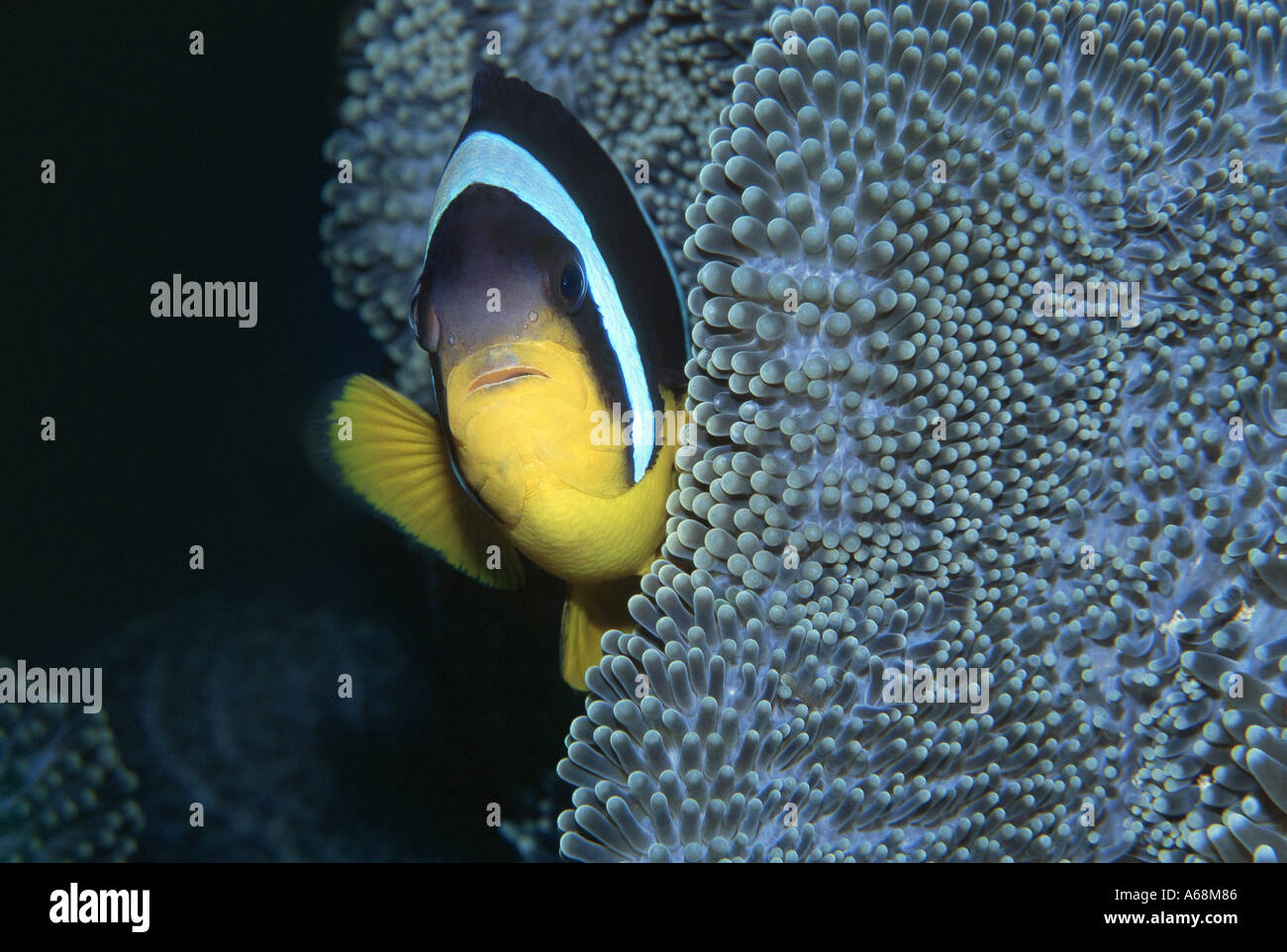 Close up de poissons clowns avec son anemone Banque D'Images