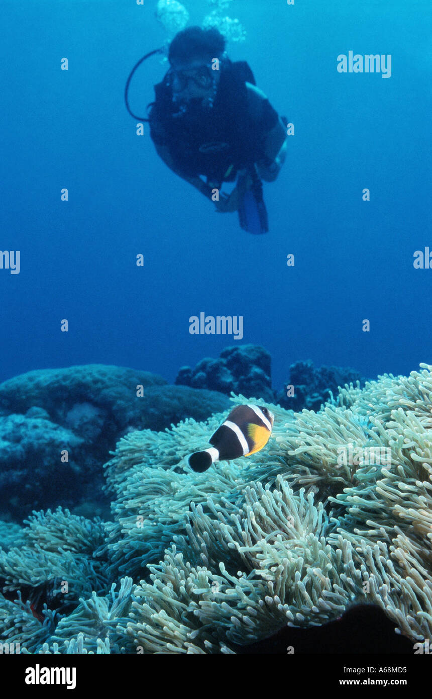 Au cours de natation scubadiver poissons clowns dans son anemone Banque D'Images